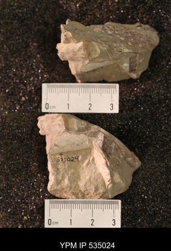 Baculites sp.