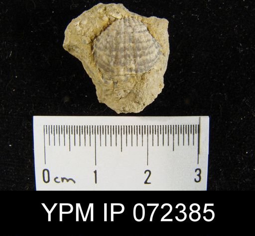 Atrypa tennesseensis