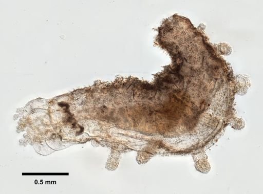 Sclerodactyla briareus