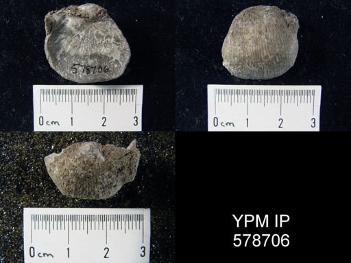 Diaphragmus elegans
