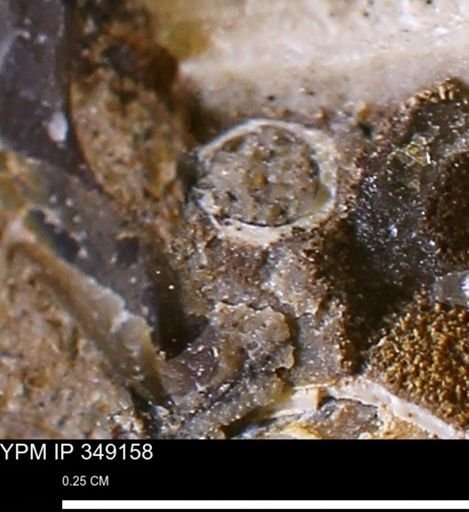undet. Scaphopoda