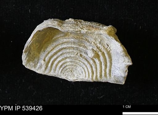 Leptaena rhomboidalis