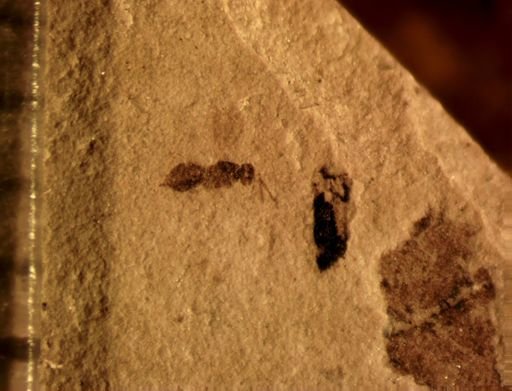 undet. Chalcidoidea