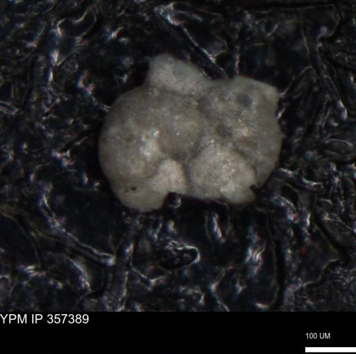 undet. Foraminiferida