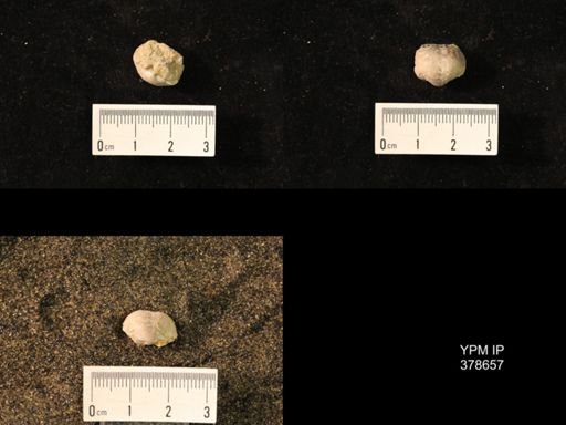 Marginifera wabashensis