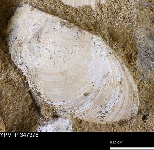 Limopsis striatopunctatus