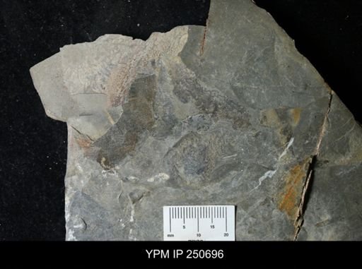 undet. Carcinosomatidae