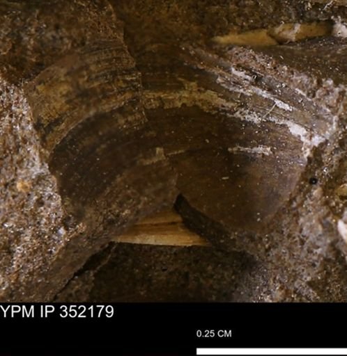 undet. Bivalvia