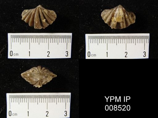 Punctospirifer spinosa