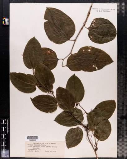 Smilax hispida