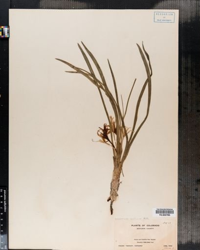 Leucocrinum