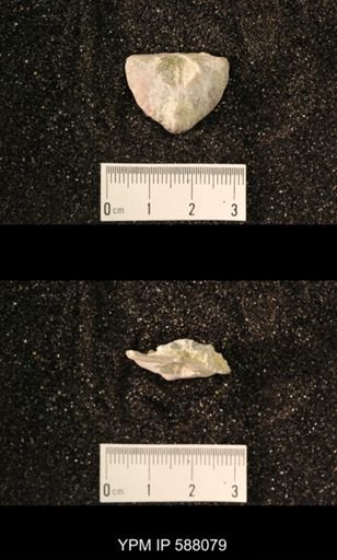 Platystrophia laticostata