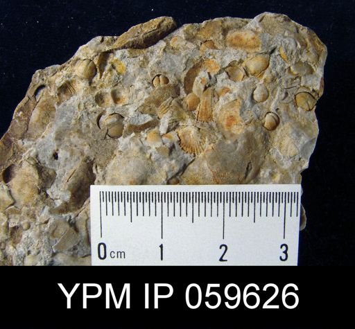 Anoplia nucleata