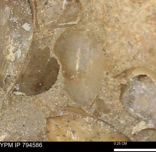 Protocardia subquadrata