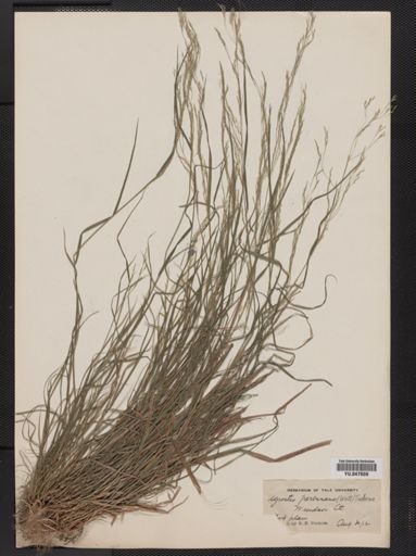 Agrostis perennans