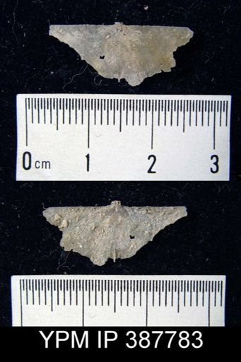 Dyoros sp.