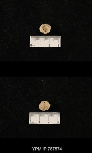 undet. Brachiopoda