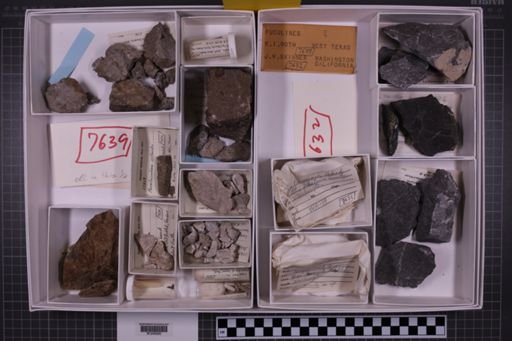 mixed taxa, stratigraphic collection