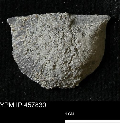 Strophodonta sp.
