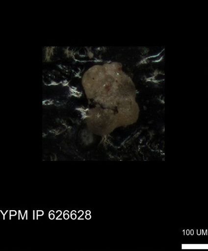 undet. Foraminiferida
