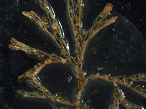 Crisularia mollis