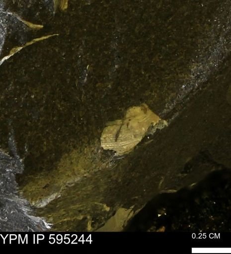 undet. Mollusca