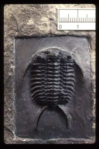 Ceraurus pleurexanthemus
