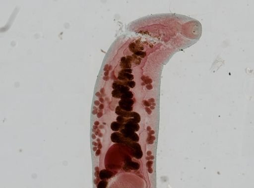 Haematoloechus medioplexus