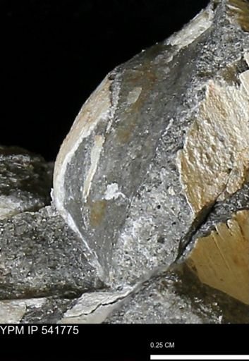 Limopsis striatopunctatus