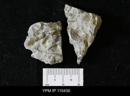 Calymene meeki