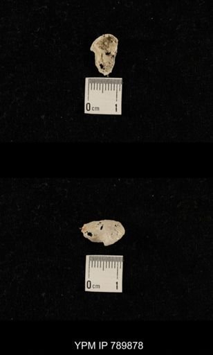 undet. Brachiopoda