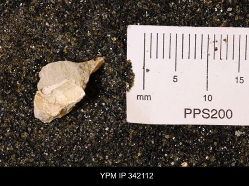 undet. Mollusca