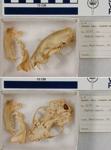 Mephitis mephitis nigra