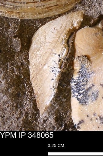 undet. Bivalvia