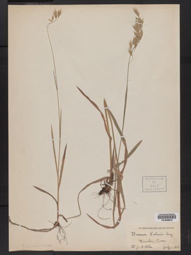 Bromus kalmii