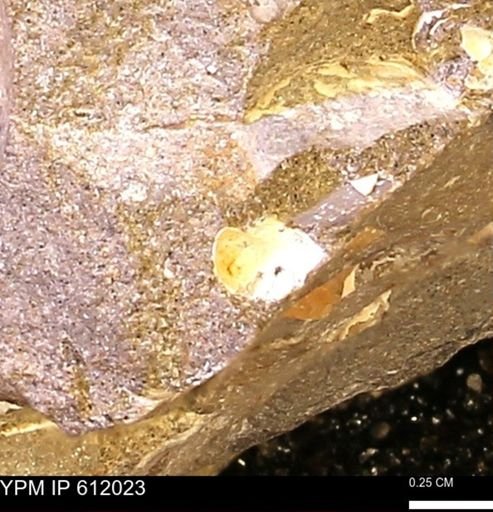 Protocardia subquadrata