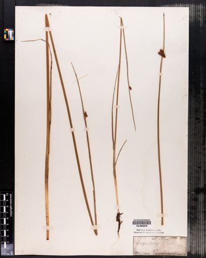 Scirpus americanus