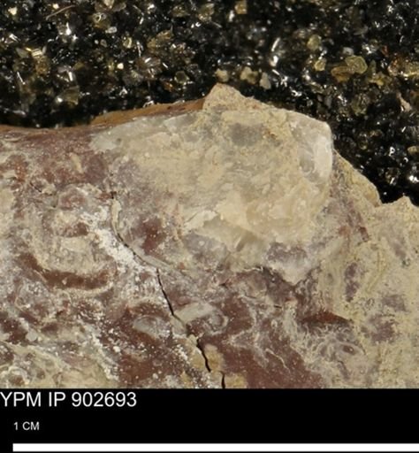 undet. Mollusca