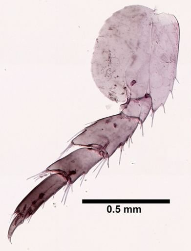 Hyalella cf. azteca