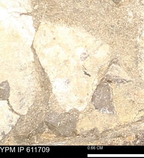 Inoceramus sp.