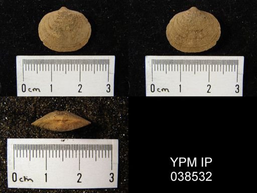 Orthis planoconvexa