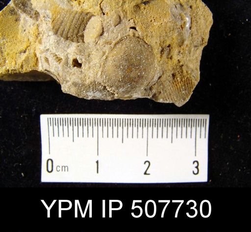 Crania granulosa