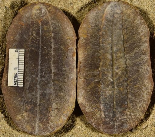 Pecopteris