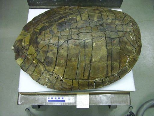 Osteopygis emarginatus