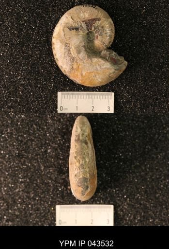 Hoploscaphites nicolletii