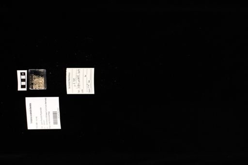 Sceloporus occidentalis biseriatus