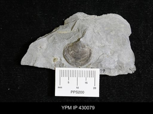 Athyris spiriferoides