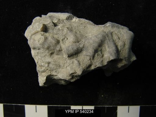 Parvohallopora?