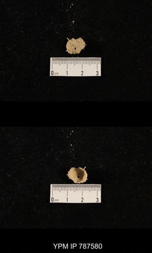 undet. Brachiopoda