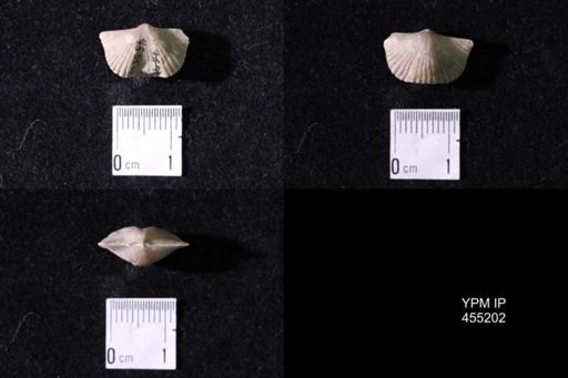 Platystrophia sp.